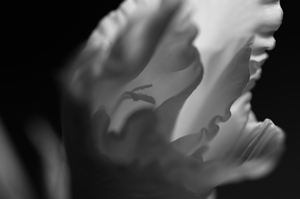 Gladiolous Photo Light Series Study