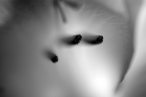 Gladiolous Photo Light Series Study