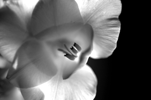 Gladiolous Photo Light Series Study