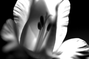 Gladiolous Photo Light Series Study